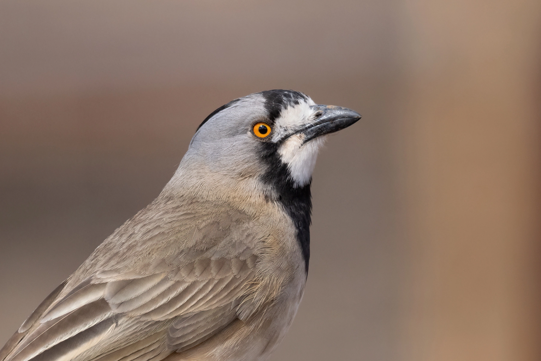 Crested Bellbird (Image ID 70964) Crested Bellbird (Image ID 70964)