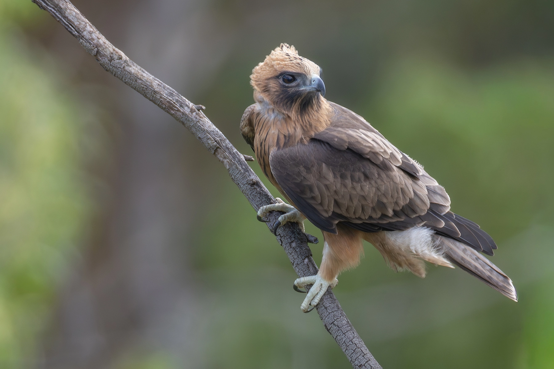 Little Eagle (Image ID 71031) Little Eagle (Image ID 71031)