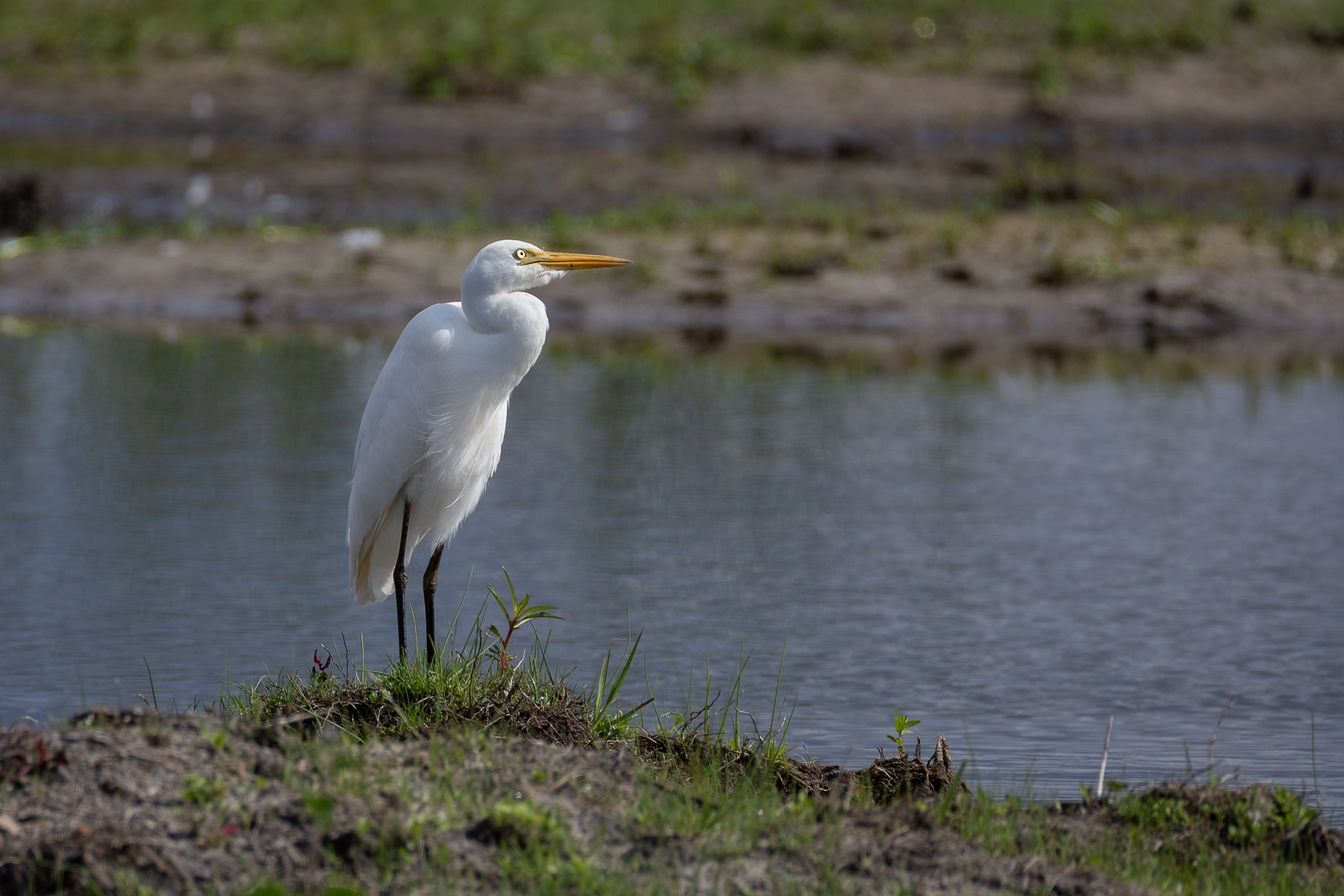 Great Egret (Image ID 70971) Great Egret (Image ID 70971)