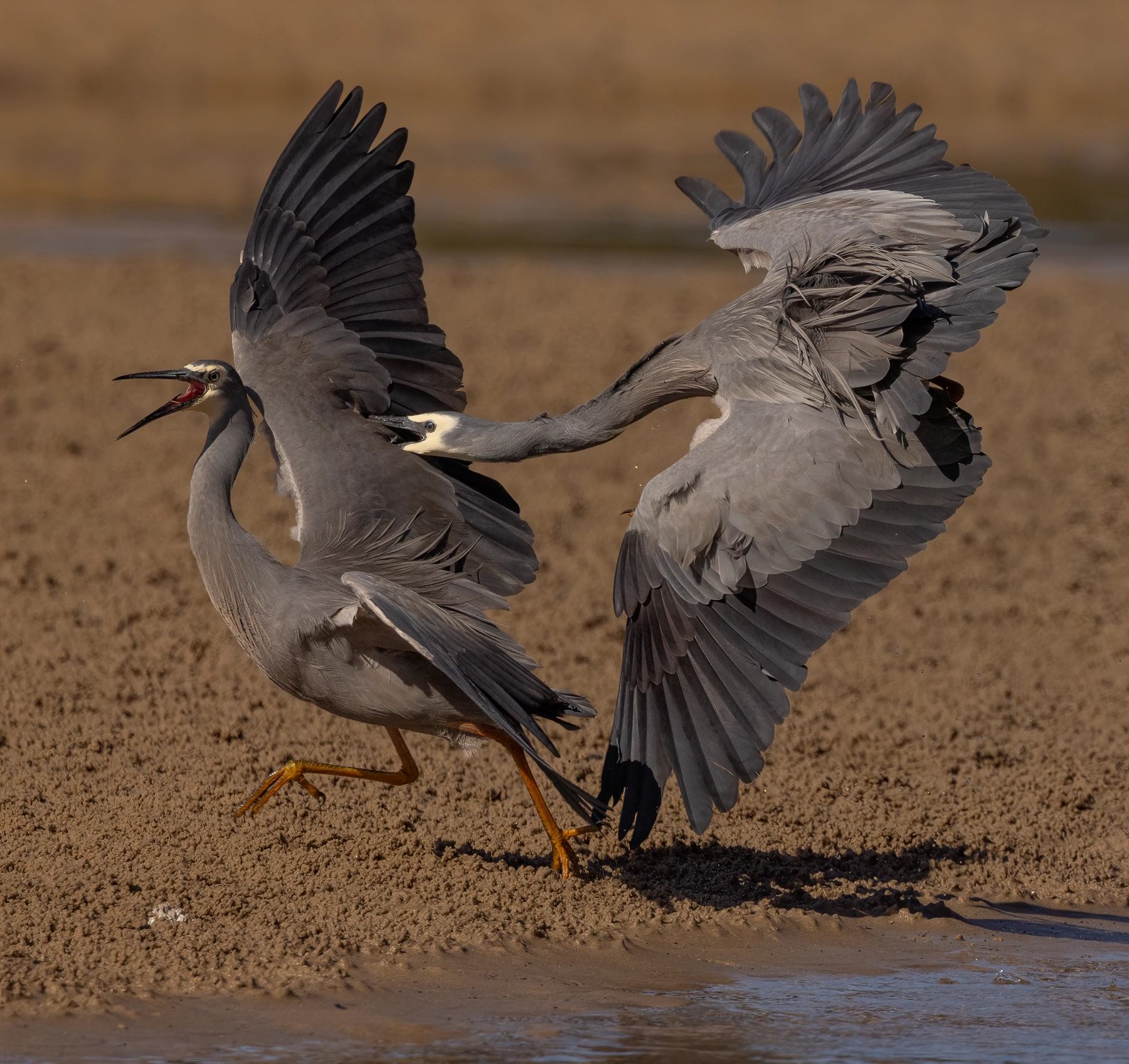 White-faced Heron (Image ID 70962) White-faced Heron (Image ID 70962)