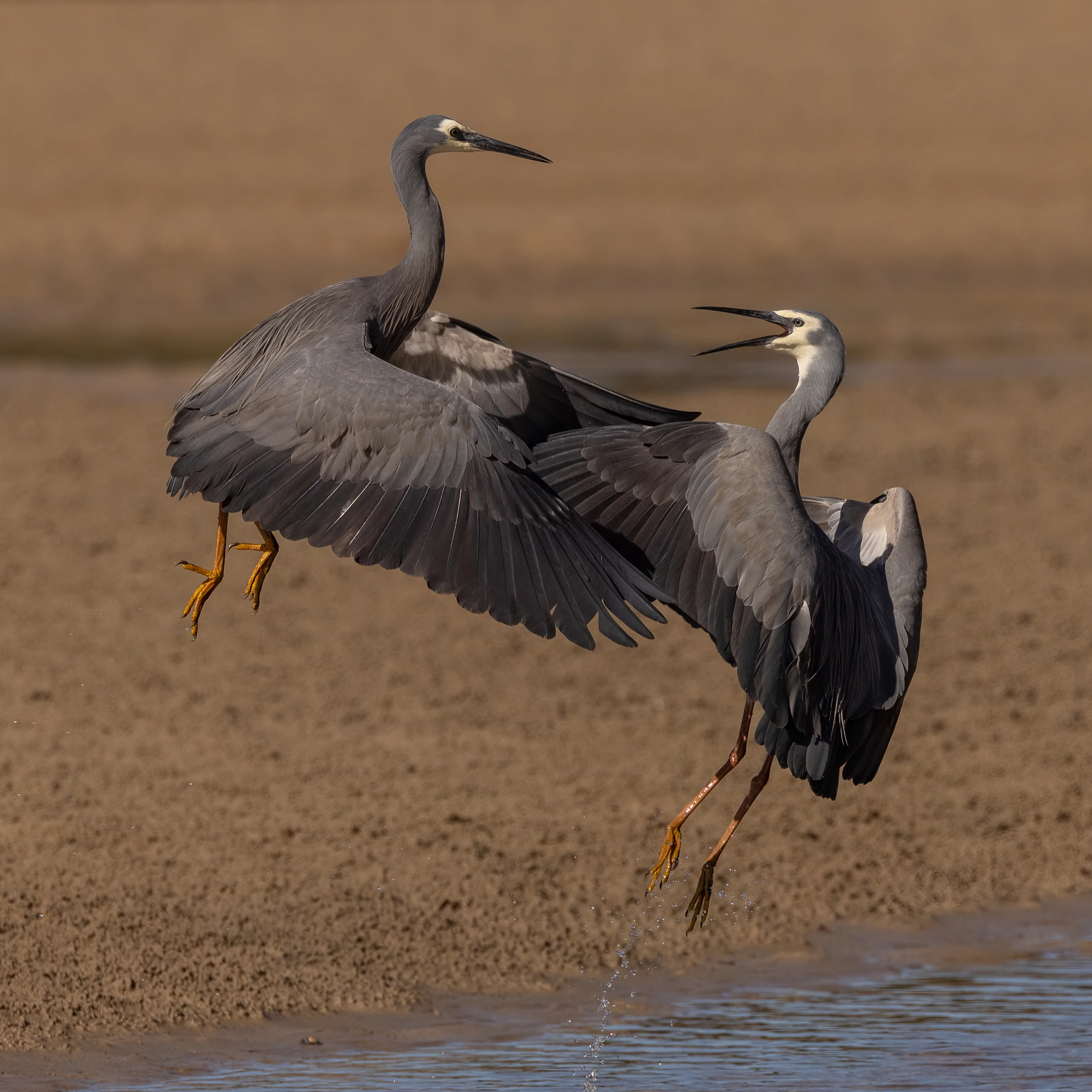White-faced Heron (Image ID 70963)
