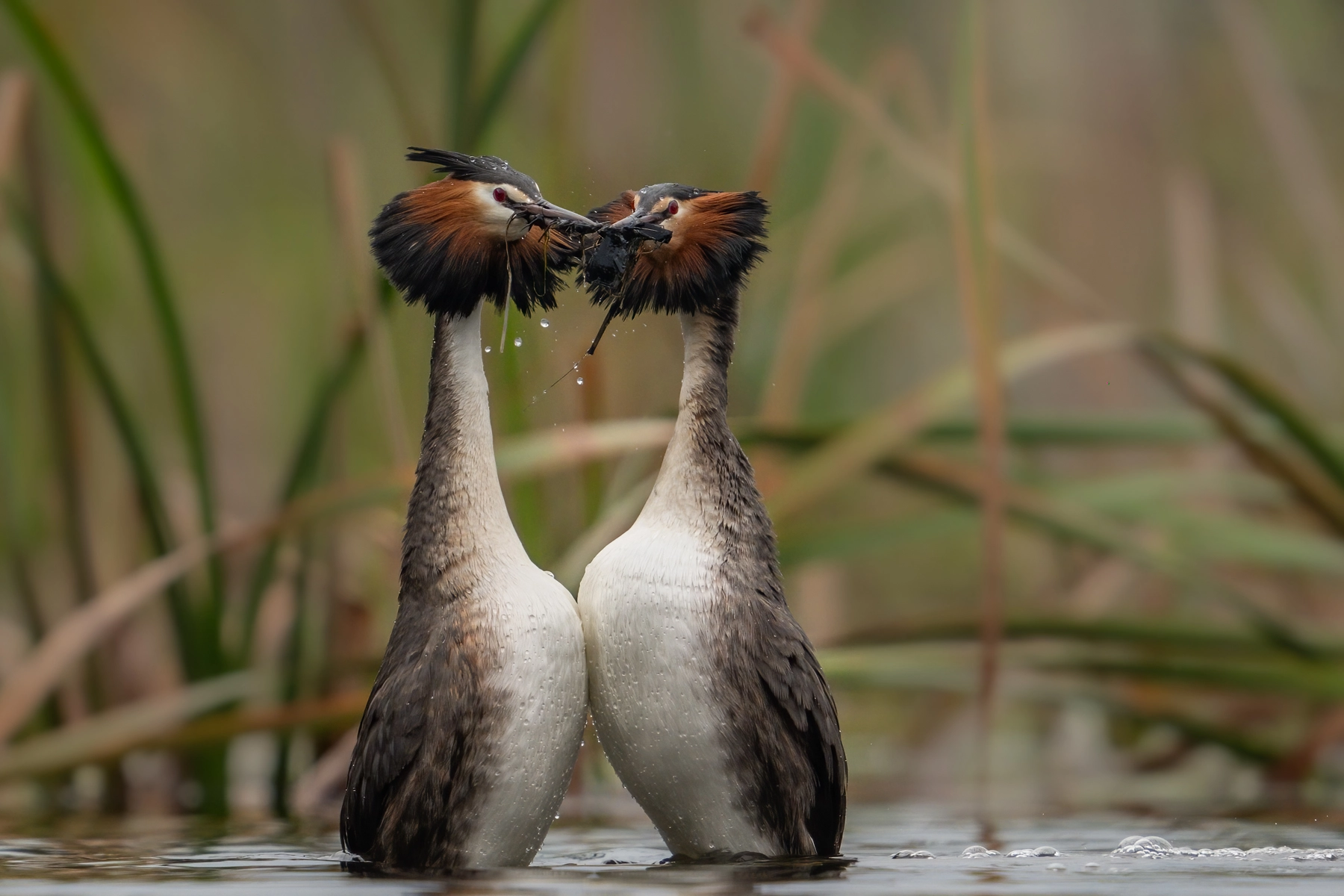 Great Crested Grebe (Image ID 71333) Great Crested Grebe (Image ID 71333)