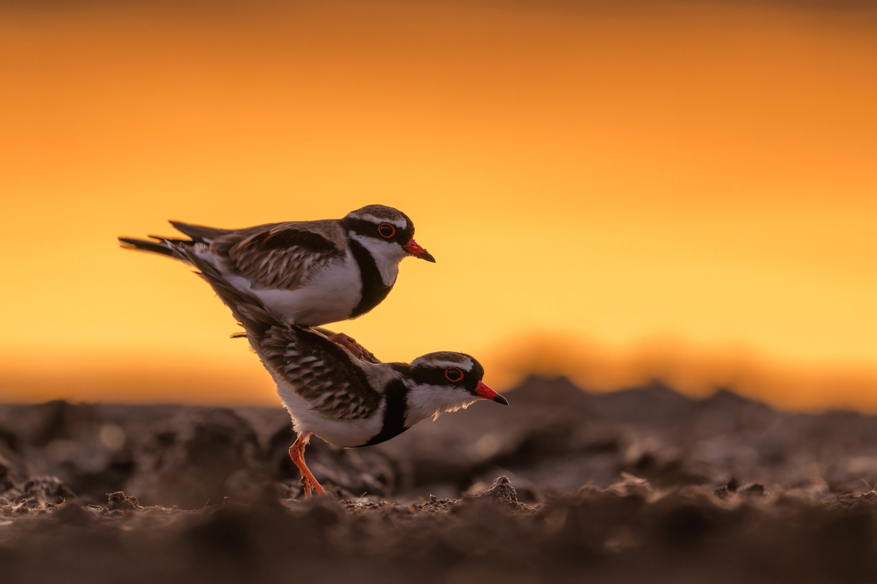 Black-fronted Dotterel (Image ID 71332) Black-fronted Dotterel (Image ID 71332)