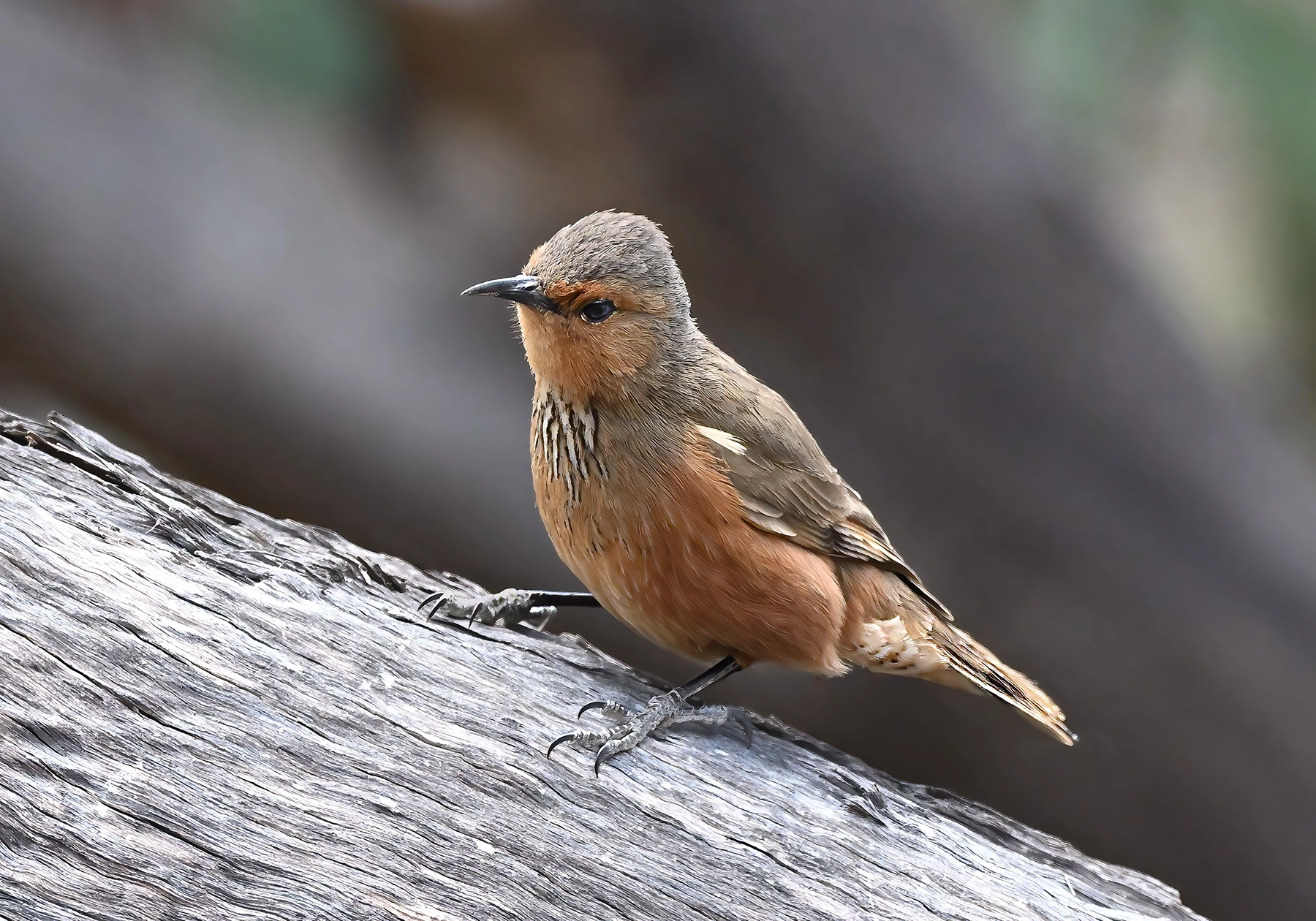 Rufous Treecreeper (Image ID 71694) Rufous Treecreeper (Image ID 71694)