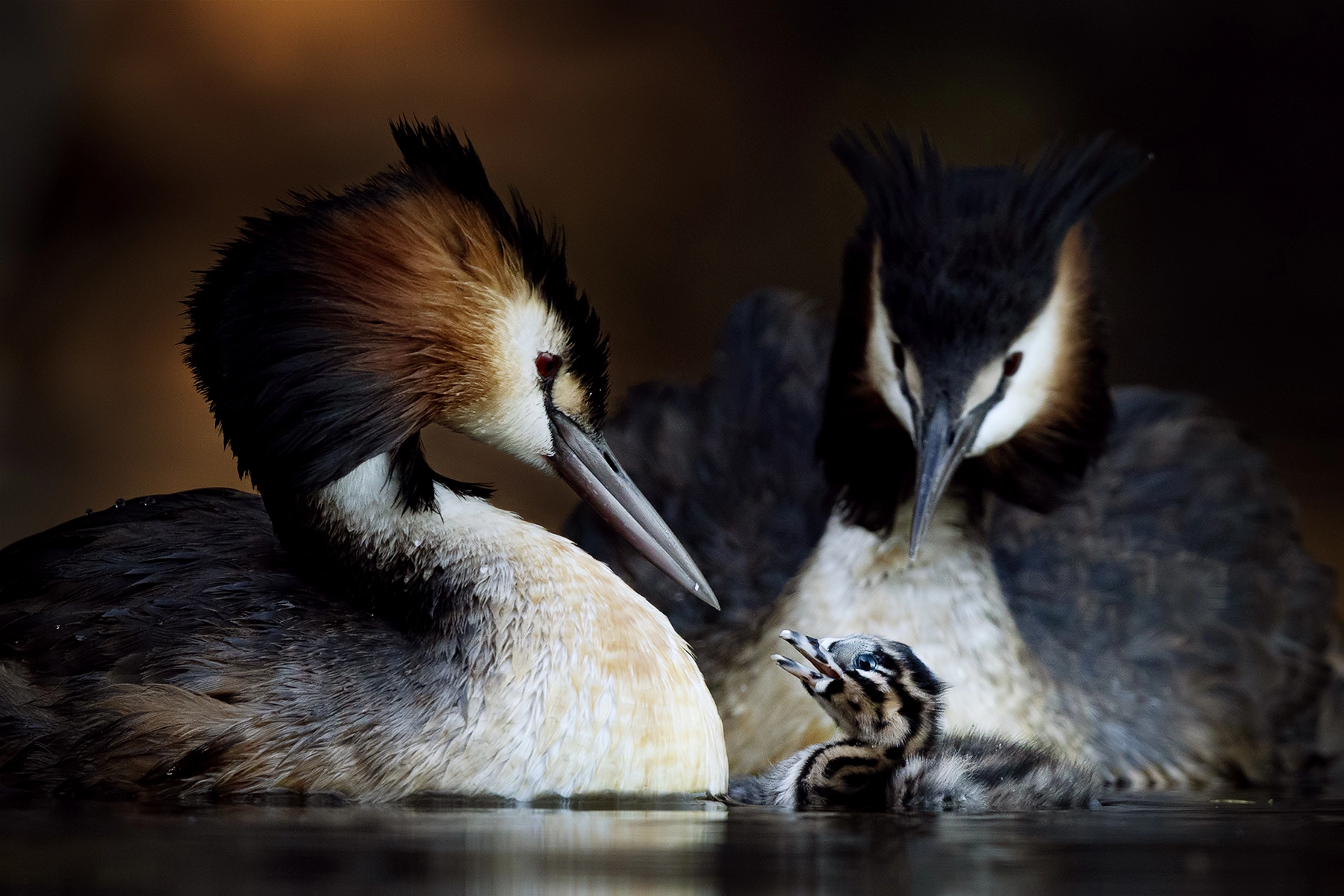 Great Crested Grebe (Image ID 71442) Great Crested Grebe (Image ID 71442)