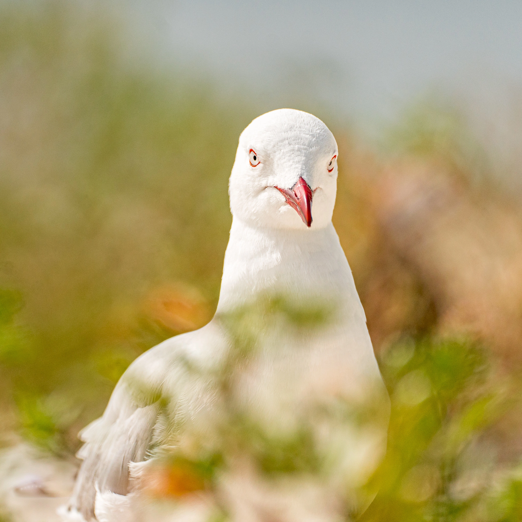 Silver Gull (Image ID 72030) Silver Gull (Image ID 72030)