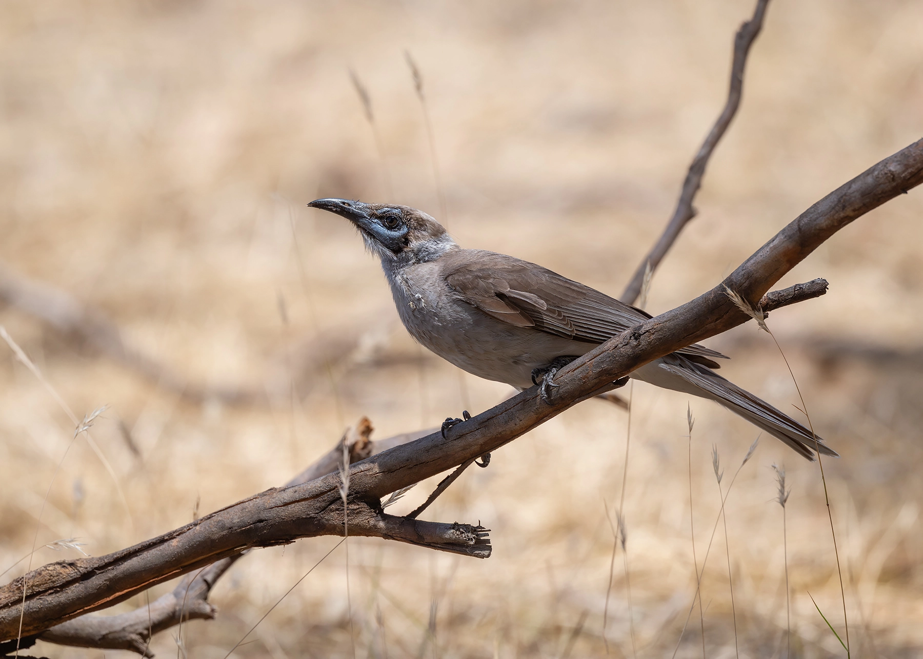 Little Friarbird (Image ID 72359) Little Friarbird (Image ID 72359)