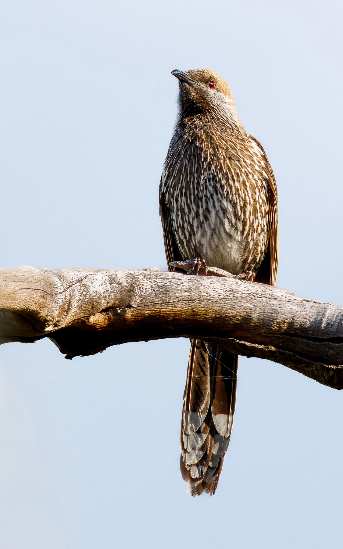 Western Wattlebird (Image ID 72339) Western Wattlebird (Image ID 72339)