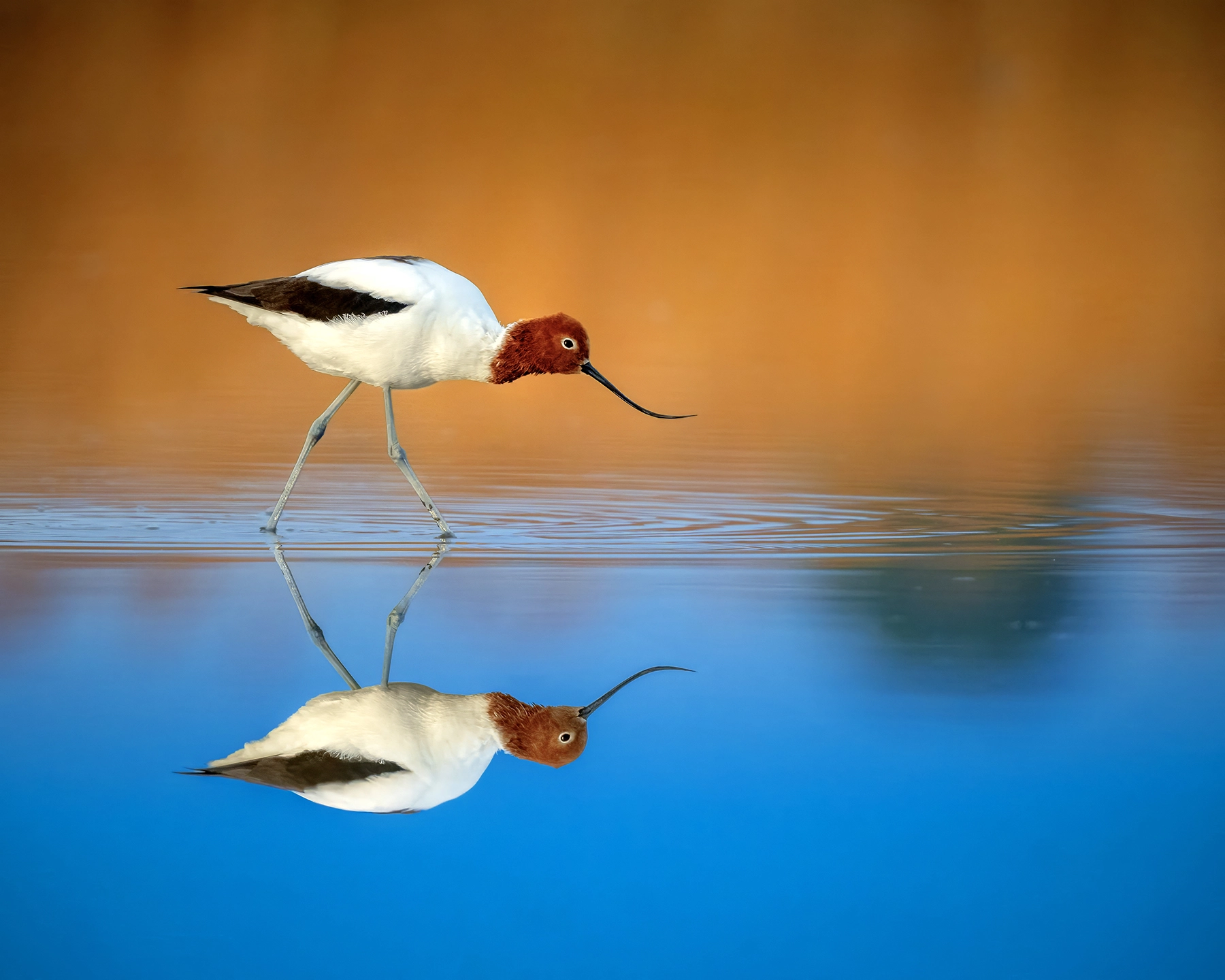 Red-necked Avocet (Image ID 73056) Red-necked Avocet (Image ID 73056)