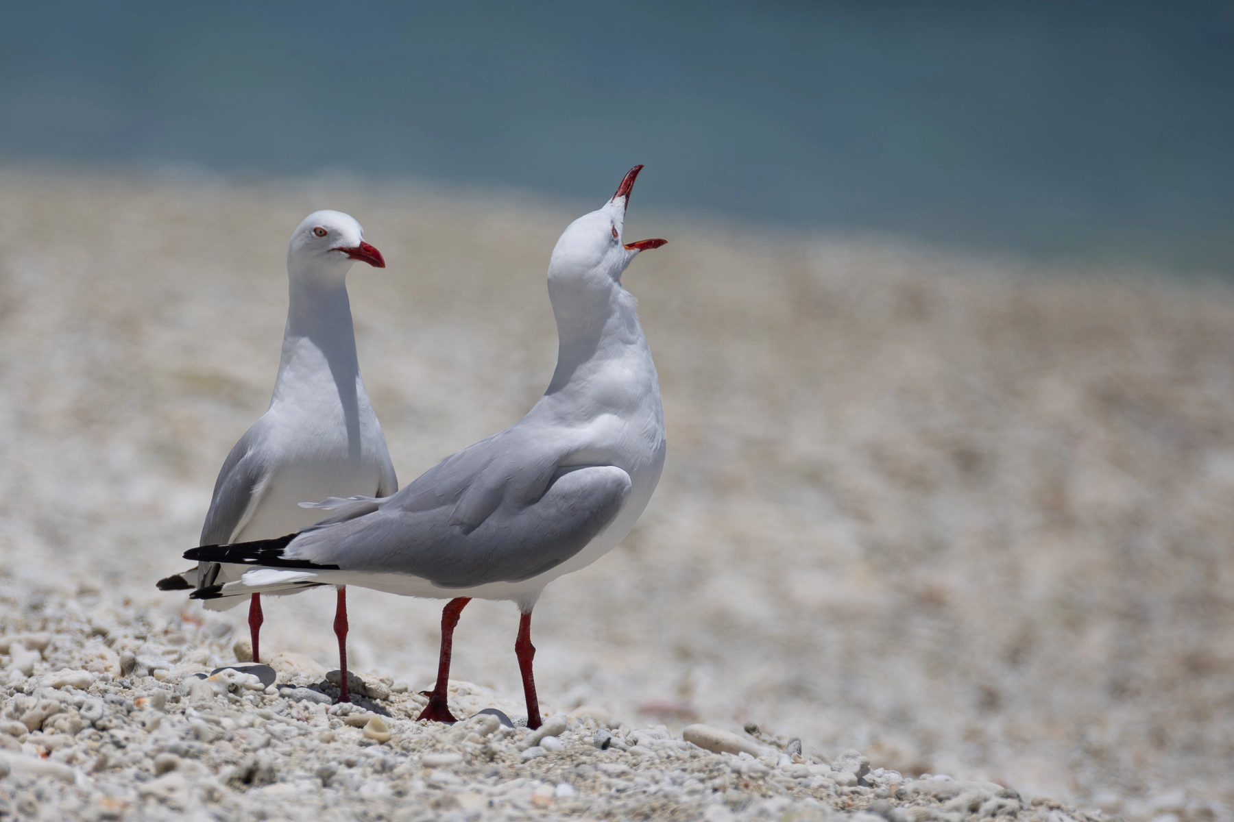 Silver Gull (Image ID 72737) Silver Gull (Image ID 72737)