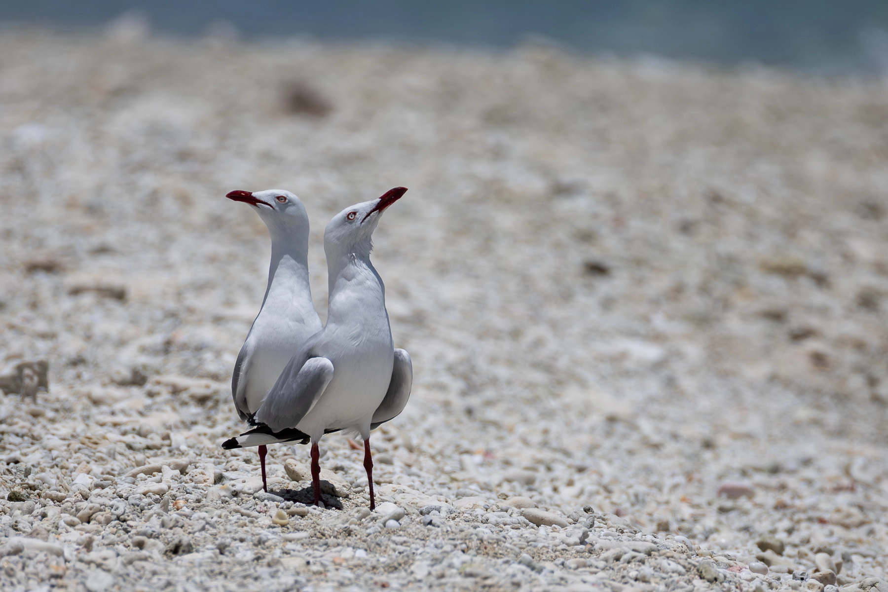 Silver Gull (Image ID 72723)