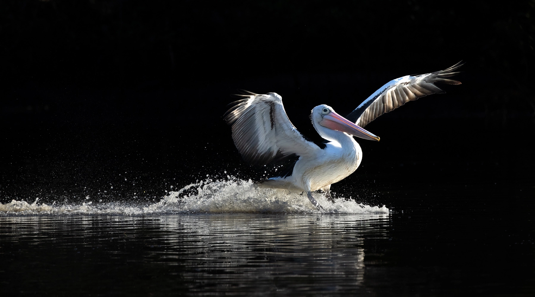 Australian Pelican (Image ID 72946) Australian Pelican (Image ID 72946)