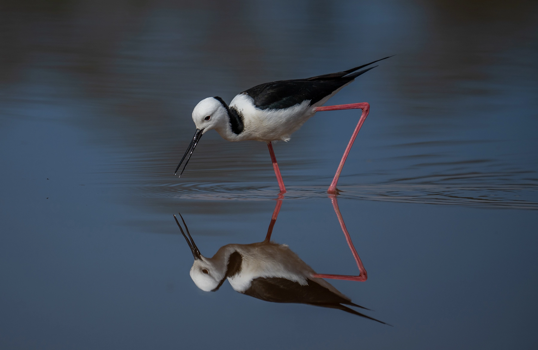 Pied Stilt (Image ID 72776) Pied Stilt (Image ID 72776)
