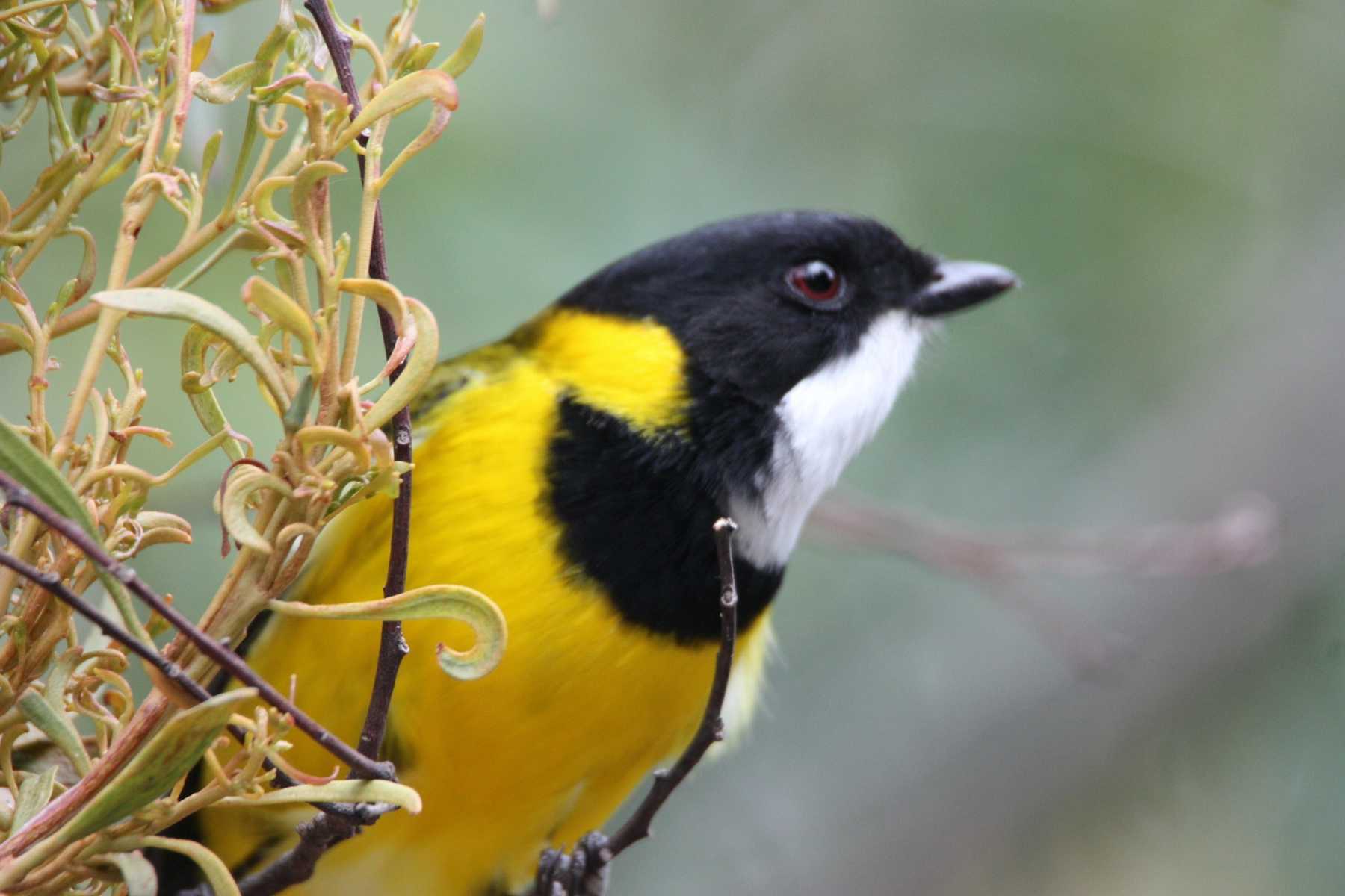 Golden Whistler (Image ID 73080) Golden Whistler (Image ID 73080)