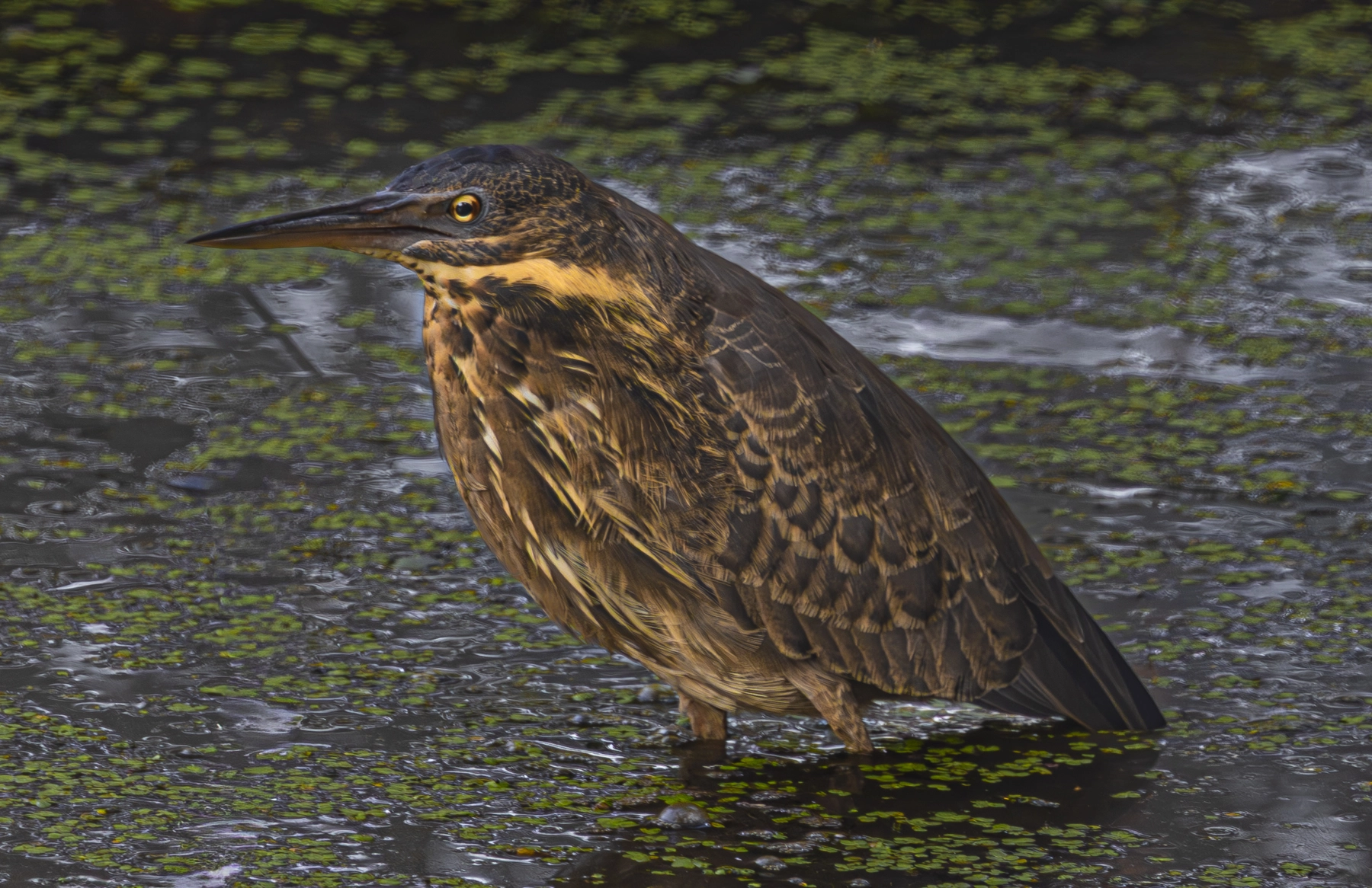 Black Bittern (Image ID 73317) Black Bittern (Image ID 73317)