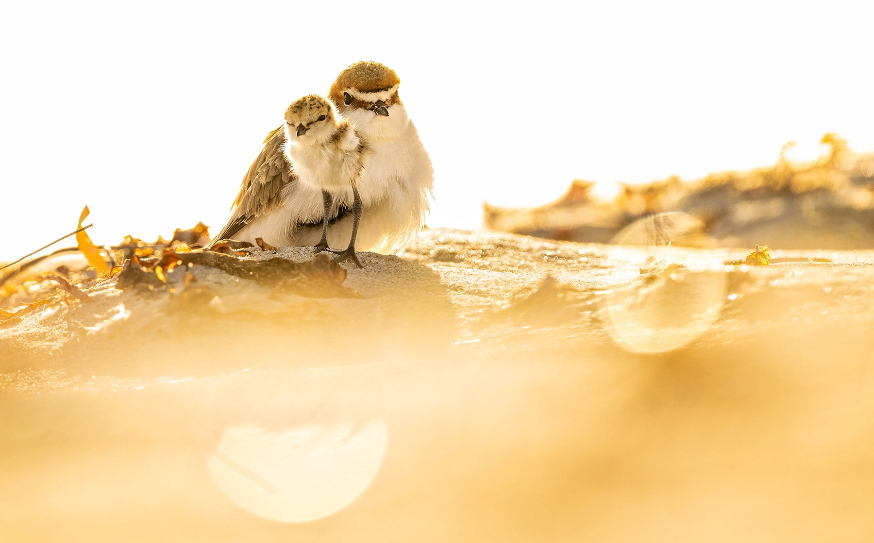 Red-capped Plover (Image ID 73081)