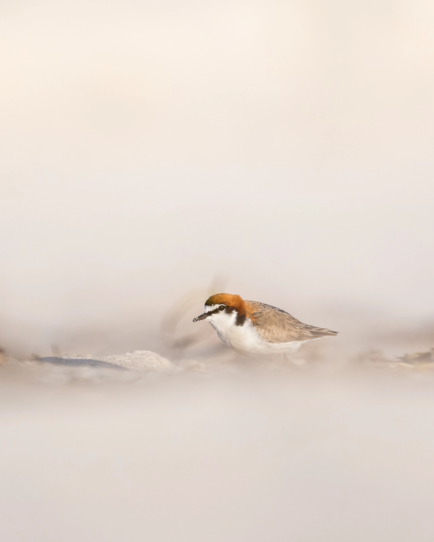 Red-capped Plover (Image ID 73465) Red-capped Plover (Image ID 73465)