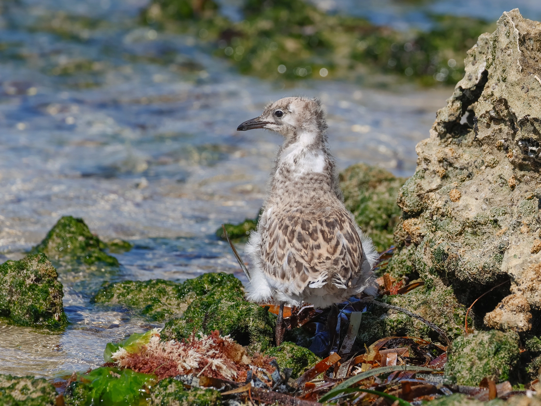 Silver Gull (Image ID 74568) Silver Gull (Image ID 74568)