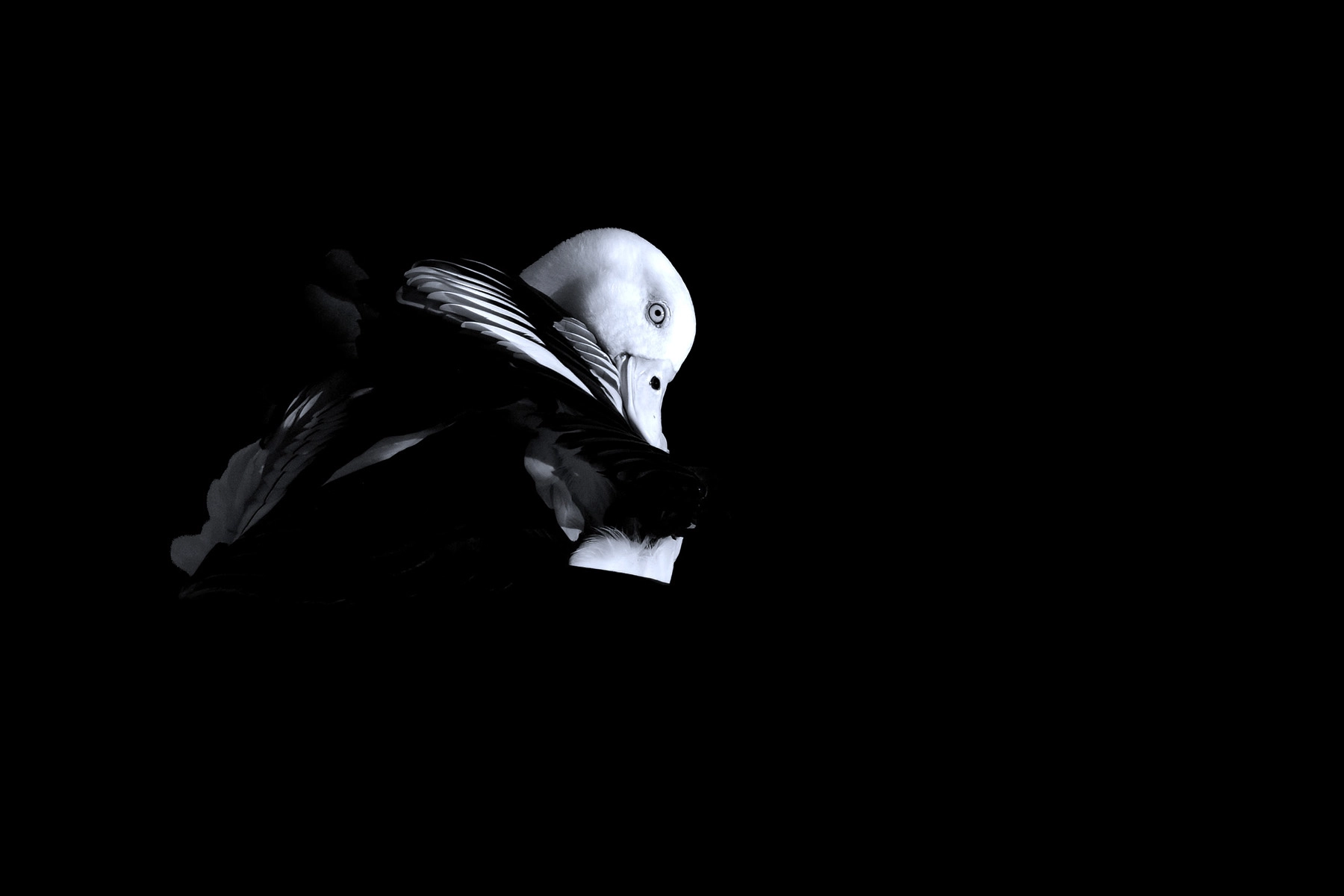 Radjah Shelduck (Image ID 75427) Radjah Shelduck (Image ID 75427)