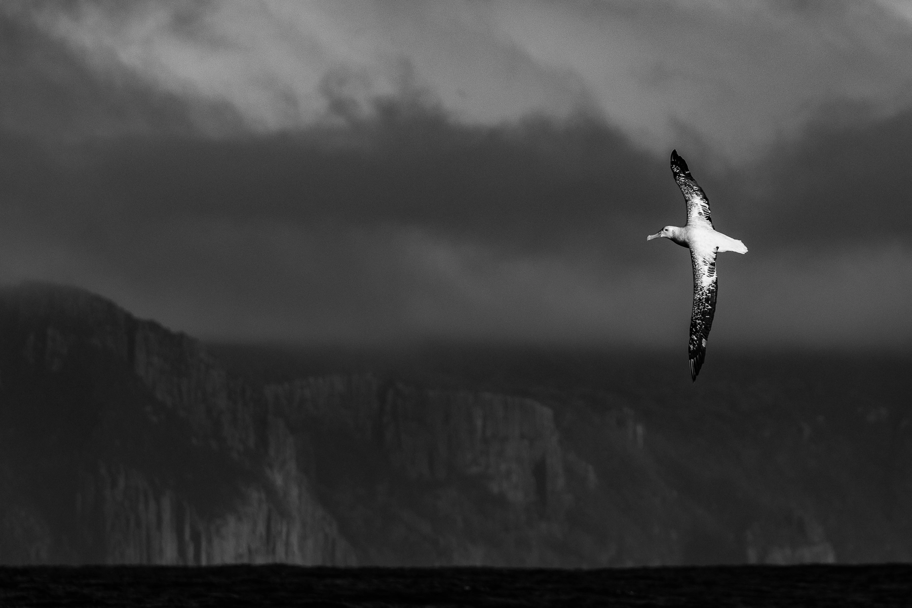Wandering Albatross (Image ID 75431) Wandering Albatross (Image ID 75431)