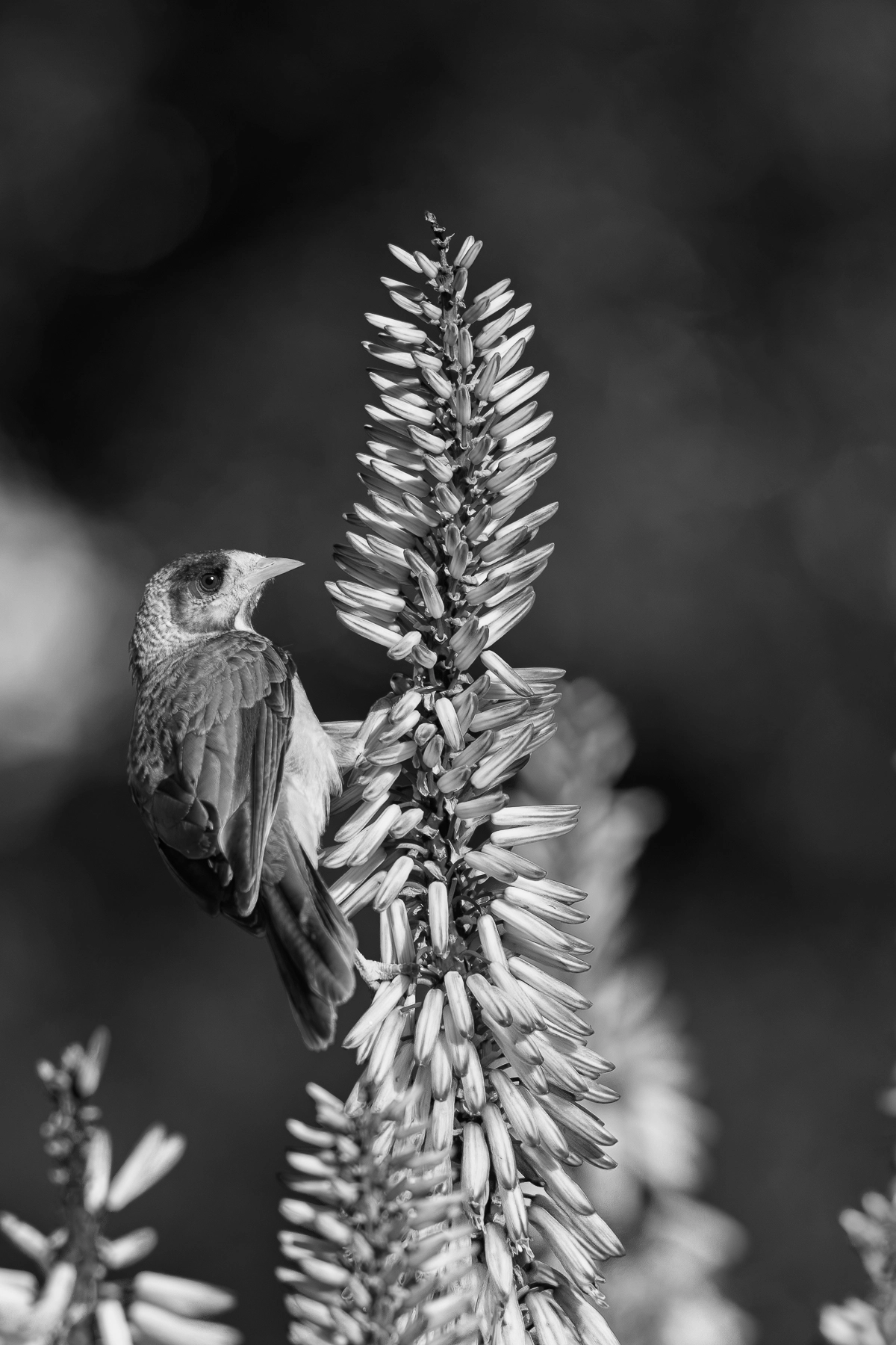 Noisy Miner (Image ID 75686) Noisy Miner (Image ID 75686)