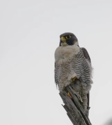 Peregrine Falcon (Image ID 75487)