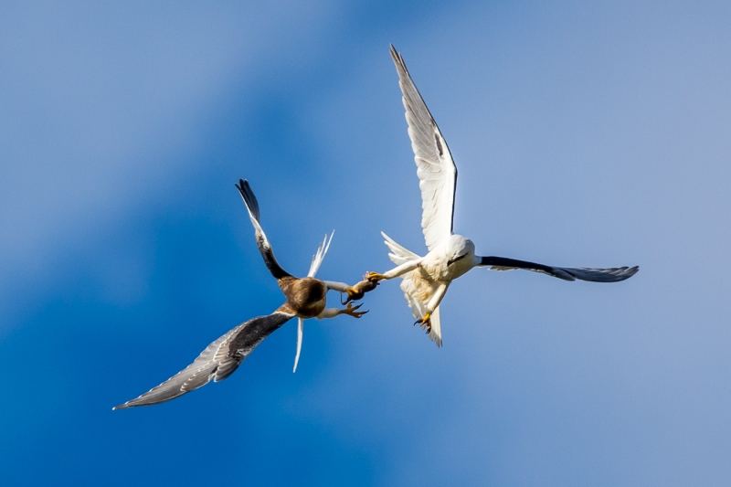 Black-shouldered Kite - James Harrison