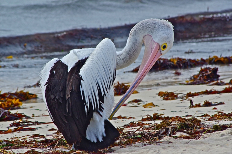 Australian Pelican - Douglas Coughran