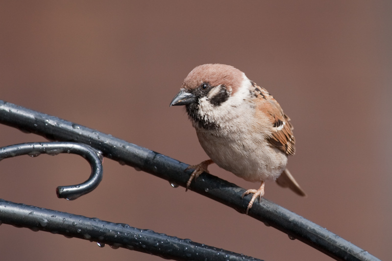 Eurasian Tree Sparrow (Image ID 716)