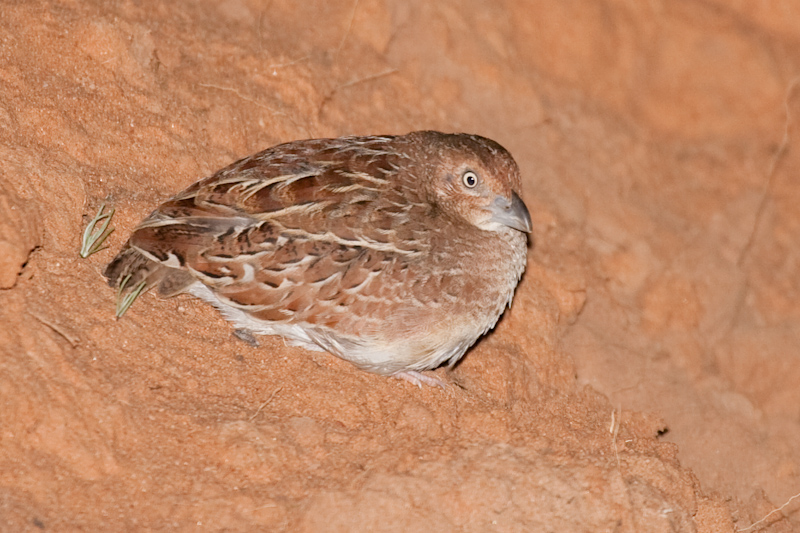 Little Button-quail (Image ID 783)