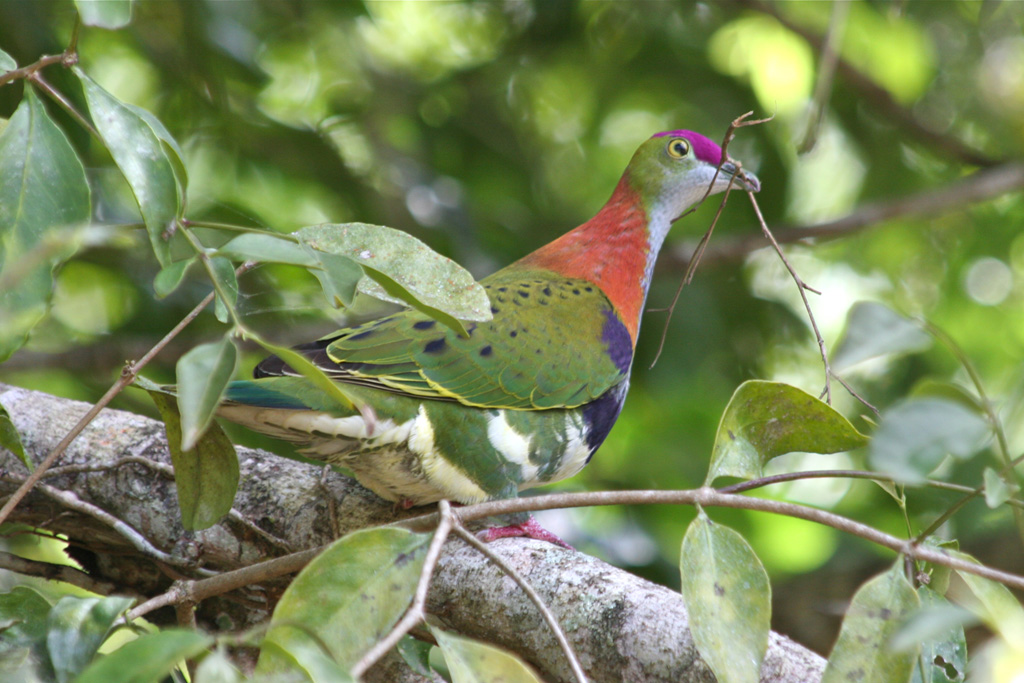 Superb Fruit-Dove (Image ID 2660)