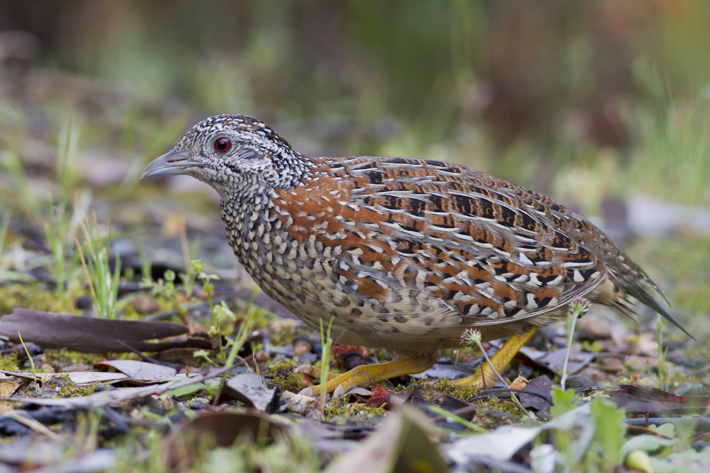 Painted Button-quail (Image ID 5028)