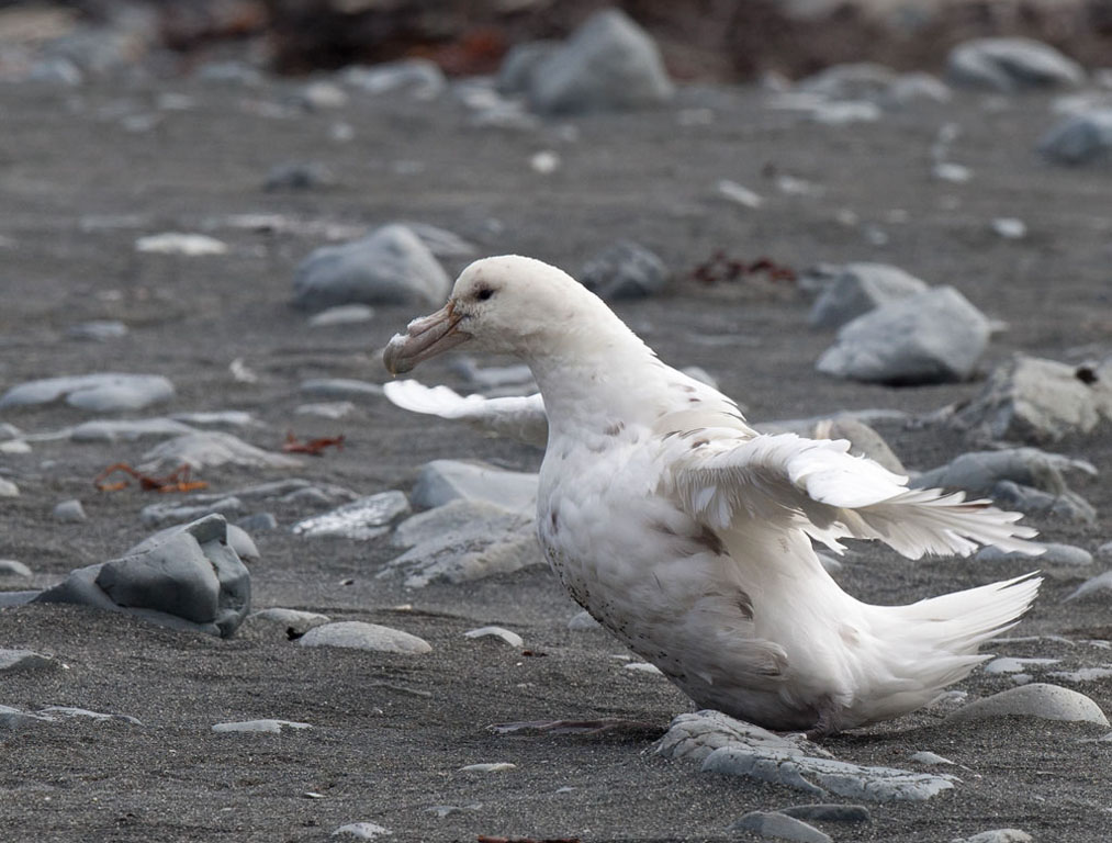 Southern Giant-Petrel (Image ID 5478)