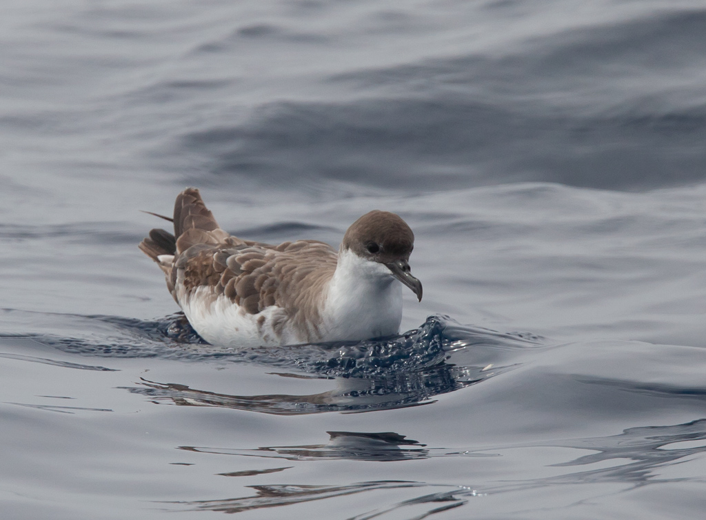 Great Shearwater (Image ID 5719)