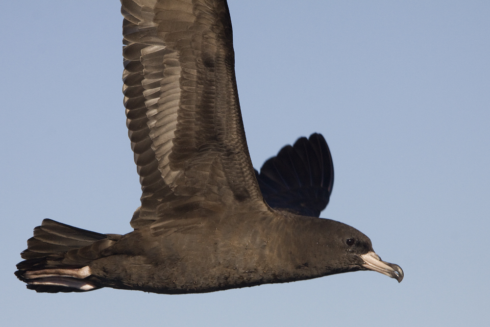 Flesh-footed Shearwater (Image ID 5730)