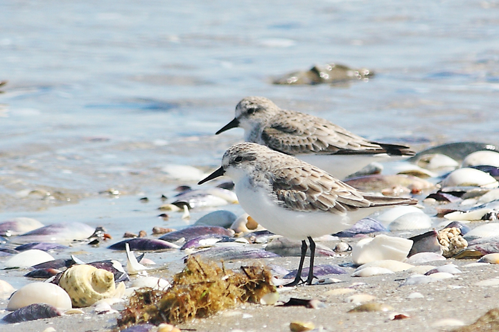 Red-necked Stint (Image ID 5898)