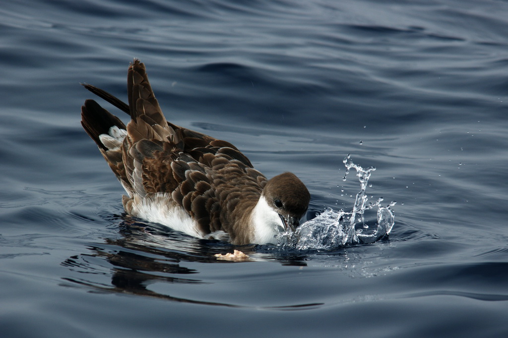 Great Shearwater (Image ID 5944)