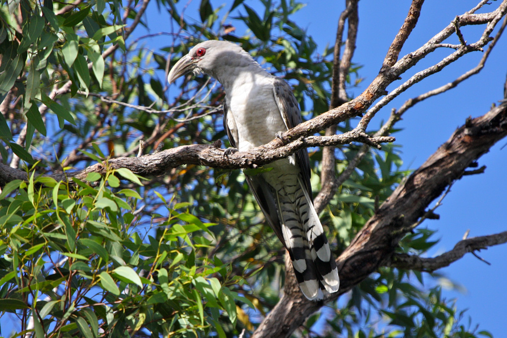 Channel-billed Cuckoo (Image ID 6229)
