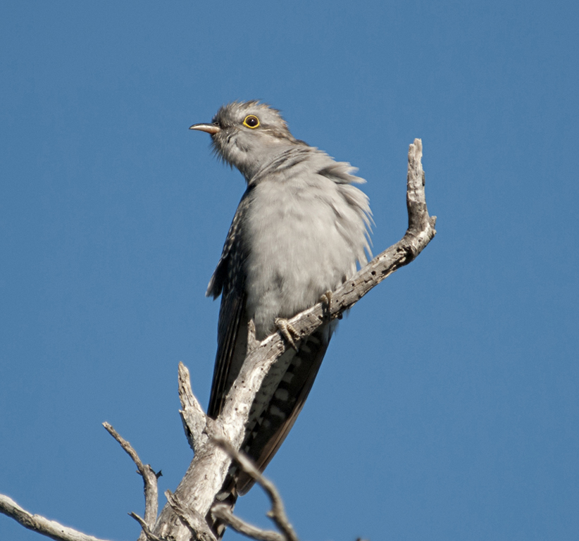 Pallid Cuckoo (Image ID 6386)
