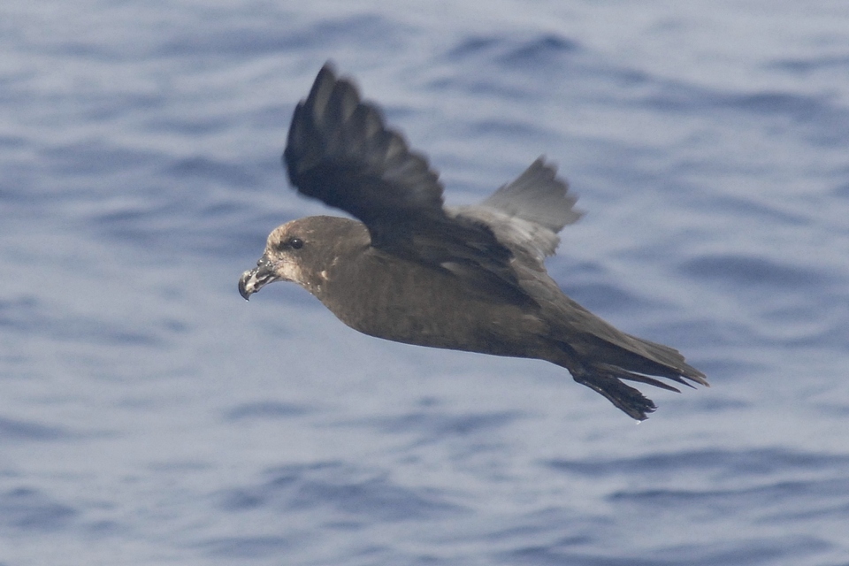 Great-winged Petrel complex (Image ID 6349)