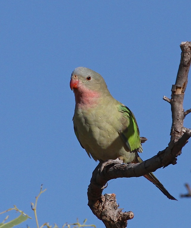 Princess Parrot (Image ID 6502)