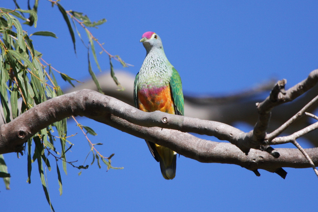 Rose-crowned Fruit-Dove (Image ID 6778)