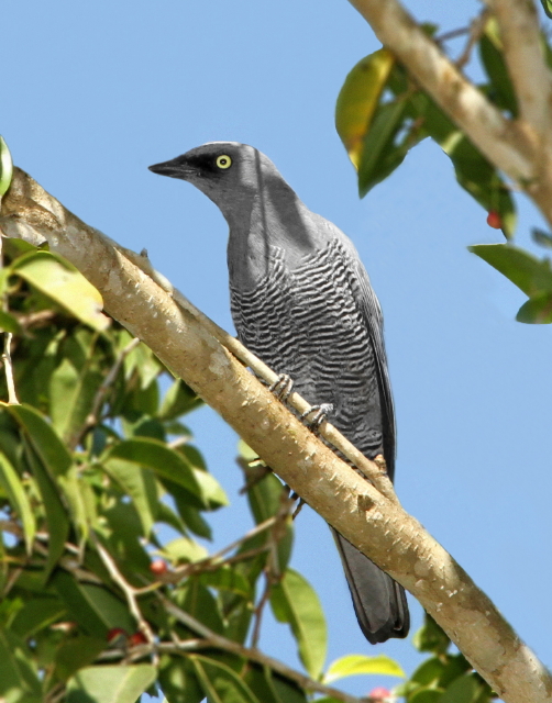 Barred Cuckoo-shrike (Image ID 6896)