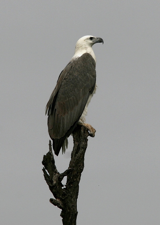 White-bellied Sea-Eagle (Image ID 7412)