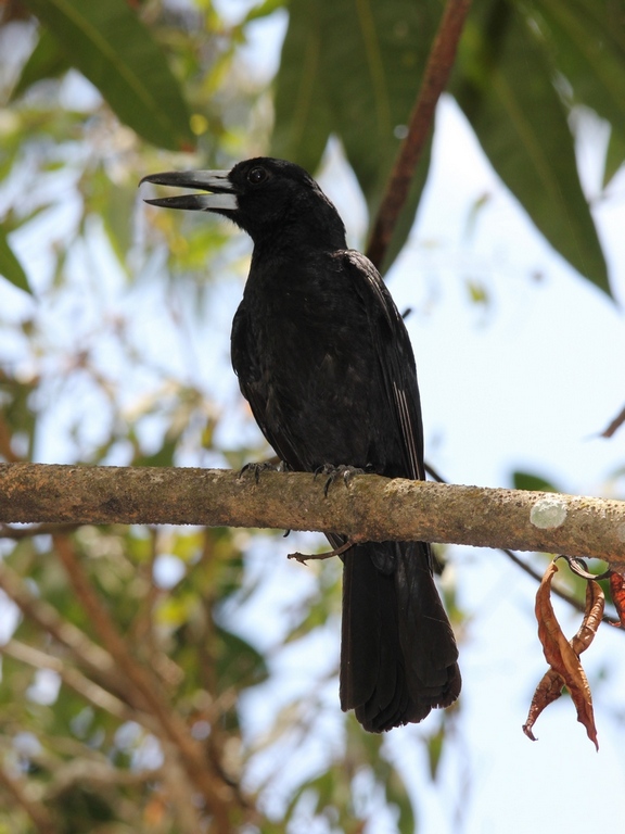 Black Butcherbird (Image ID 7396)