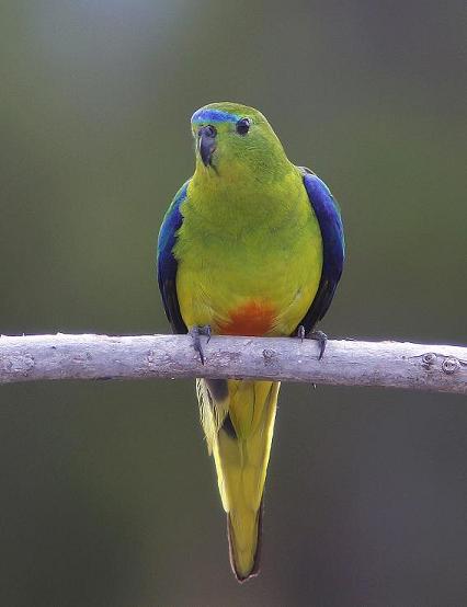Orange-bellied Parrot (Image ID 7599)