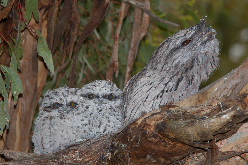 Tawny Frogmouth (Image ID 7581)