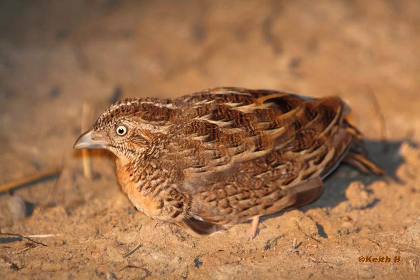 Red-chested Button-quail (Image ID 7626)