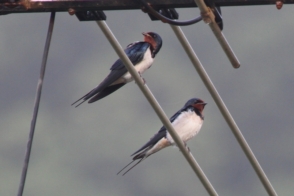 Barn Swallow (Image ID 7746)