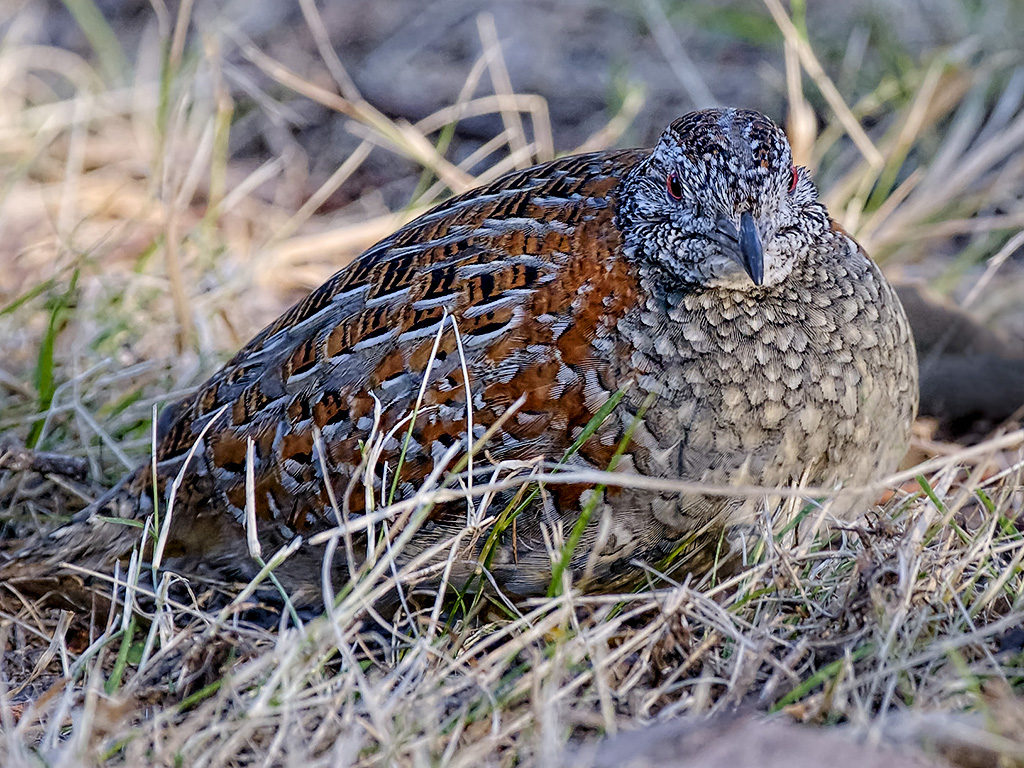 Painted Button-quail (Image ID 7845)